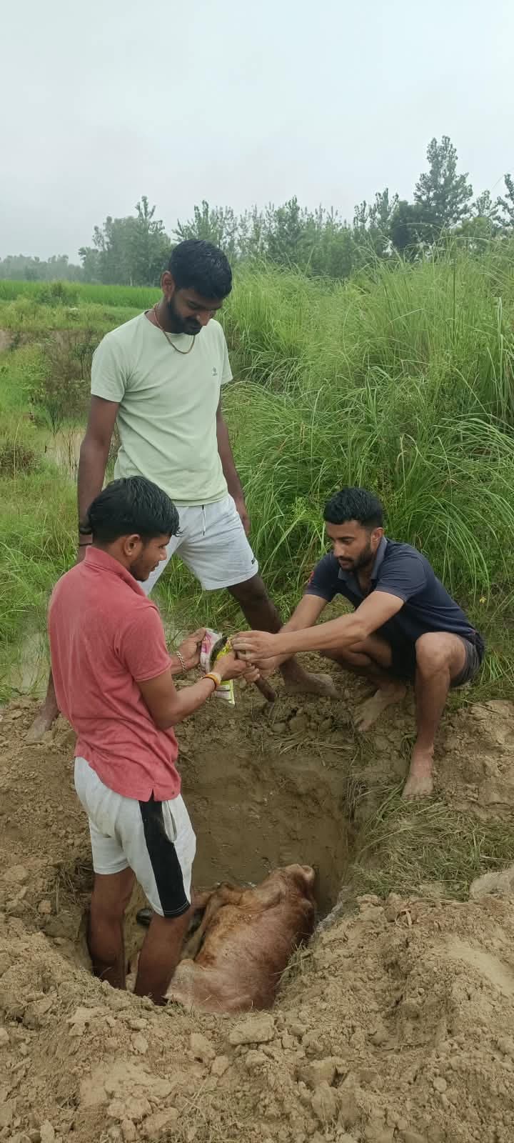 Stray Animal Feeding Drive